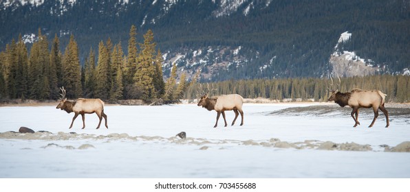 Elk
