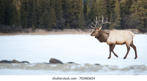 Elk