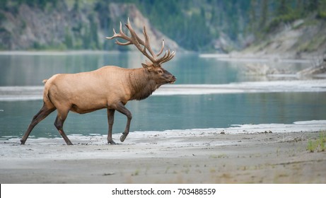 Elk