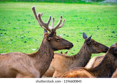 Elk Alaska Wildlife Conservation Center