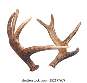 Elk Antlers. Isolated On White