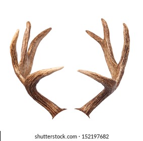 Elk antlers. Isolated on white