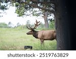 Elk in Bear Country USA, Rapid City, South Dakota