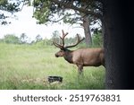 Elk in Bear Country USA, Rapid City, South Dakota