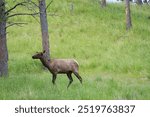 Elk in Bear Country USA, Rapid City, South Dakota