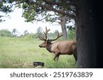 Elk in Bear Country USA, Rapid City, South Dakota