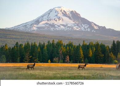 Elk Below Mount Adams       