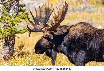 Elk with big horns in nature. Elk in nature. Moose portrait. Moose antlers