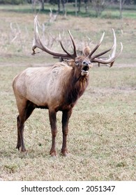 Elk Bugle Deer Antlers Herd Caribou Stock Photo 2051347 | Shutterstock