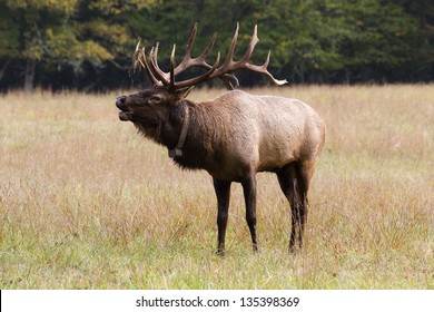 Elk Bugling