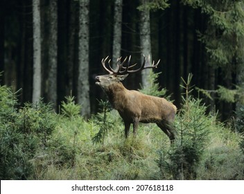 Elk Bugling