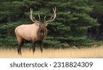 elk bugling (Cervus canadensis) or wapiti