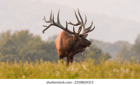 elk bugling (Cervus canadensis) or wapiti - Powered by Shutterstock