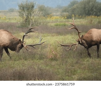 Elk Bull Rut Fight Battle - Powered by Shutterstock