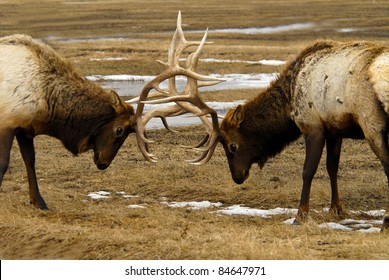 Elk Butting Heads