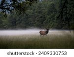 Elk Cataloochee Great Smoky Mountains National Park Wildlife