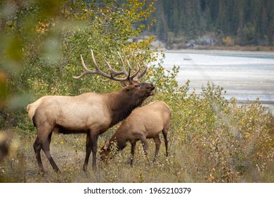 The elk (Cervus canadensis) bugling next to the river in the forest