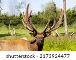 The elk (Cervus canadensis), also known as the wapiti, a large elk - wapiti with huge antlers in velvet
