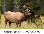 Elk (Cervus canadensis) or wapiti