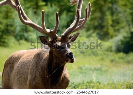 Elk chomping on grass stem in Jasper National Park, Alberta