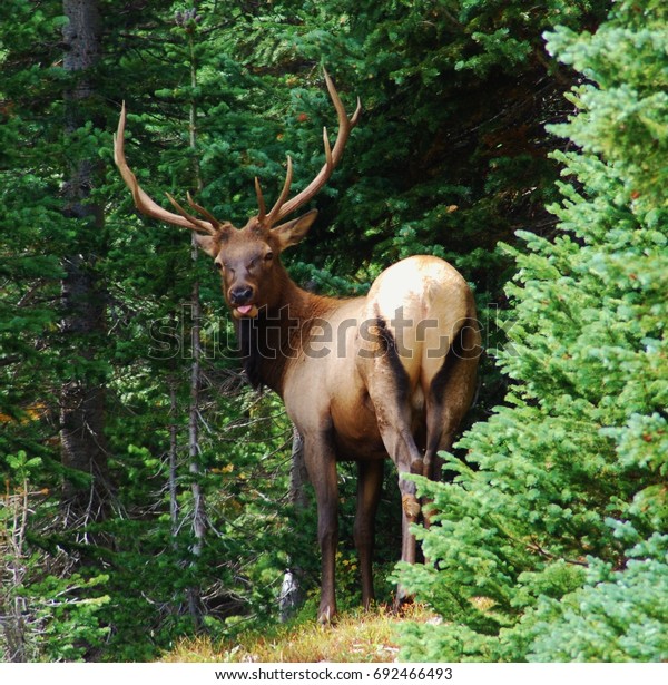 Elk Colorado Forest Sticking His Tongue Stock Photo (Edit Now) 692466493