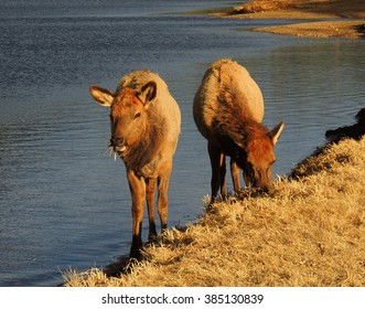   Elk Cows Grazing Along The Shore In Estes Park, Colorado        