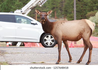 Elk Crossing The Road In Traffic Durring Mating Season (rut) At Estes Park, Colorado.