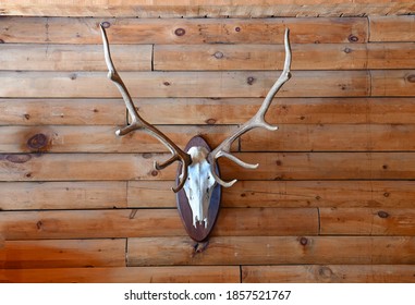 Elk European Skull Taxidermy Animal Mount On Wall Of Rustic Log Cabin