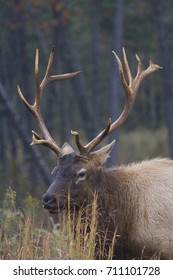 Elk In Fall Grass Of Land Between The Lakes National Recreation Area 