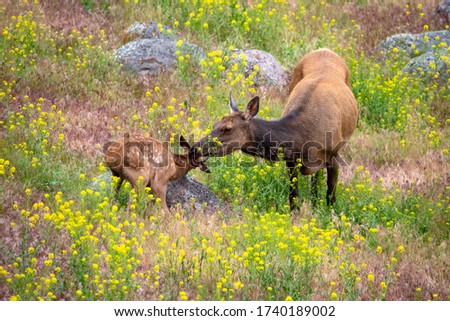 Elk feed its calve in yellow stone park