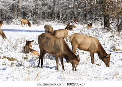 Elk Feeding In Snow Covered Field In The Great Smoky Mountains National Park