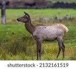 Elk female cow close-up side profile walking in the field with a blur background in its environment and habitat surrounding. Red Deer Photo.