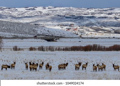 Elk In A Field With Snow And Mountains In The Distance In Park City Utah