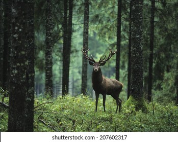 Elk in Forest - Shutterstock ID 207602317