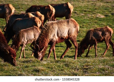 Elk Grazing Along The Buffalo National River Arkansas