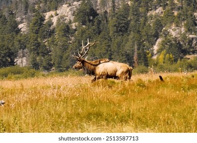  elk, grazing, deer, Jalen, animal - Powered by Shutterstock