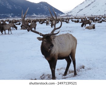 Elk grazing in snow-covered field near mountains. - Powered by Shutterstock