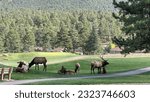 Elk Herd in the Estes Park Golf Course