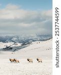 Elk herd roaming through elk refuge in Jackson Hole, Wyoming