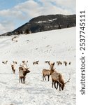 Elk herd roaming through elk refuge in the winter with mountains in the background in Jackson Hole, Wyoming