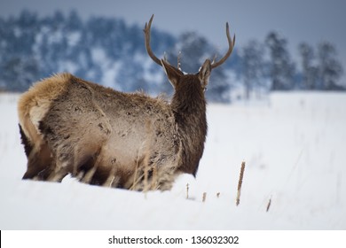 Elk Herd In Snow Near Evergreen, Colorado.