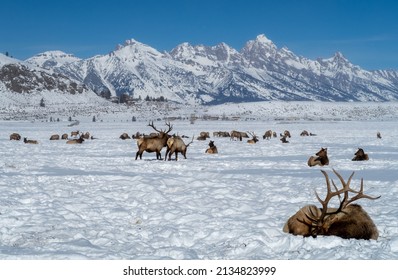 Elk herd in valley adjacent to Jackson Wyoming, near Teton Mountain Range and National Park