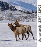 Elk herd in winter in Jackson Wyoming. Beautiful white snow against a blue sky and rugged mountains makes an inviting landscape. Representation of The American West we all love