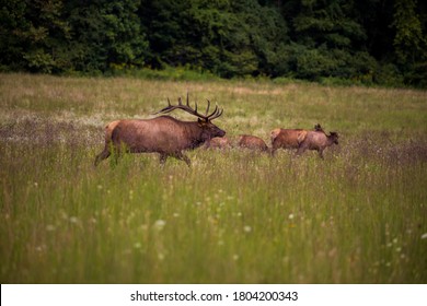 Elk Herding Deer At Newfound Gap