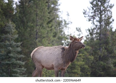 Elk In Jasper National Park