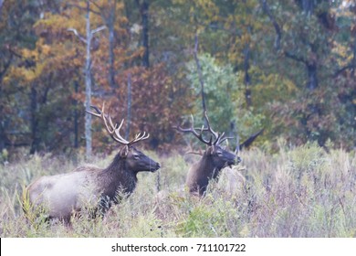 Elk At The Land Between The Lakes National Recreation Area In Kentucky