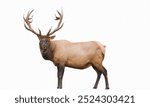 Elk: Large deer species native to North America and Eurasia, known for their impressive antlers and deep bugling calls.