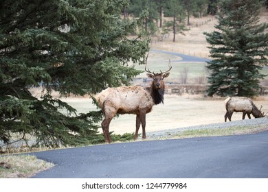An Elk Looking