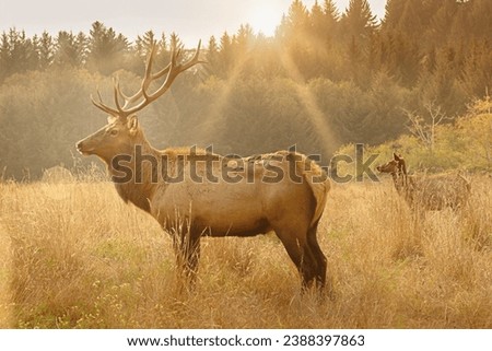 Elk with majestic antlers in the morning sun