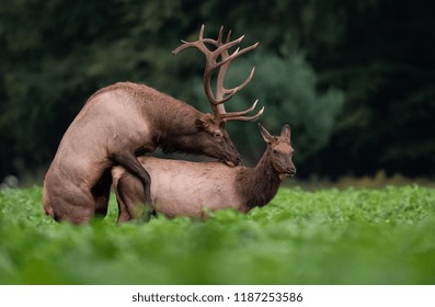 Elk Mating In Pennsylvania 